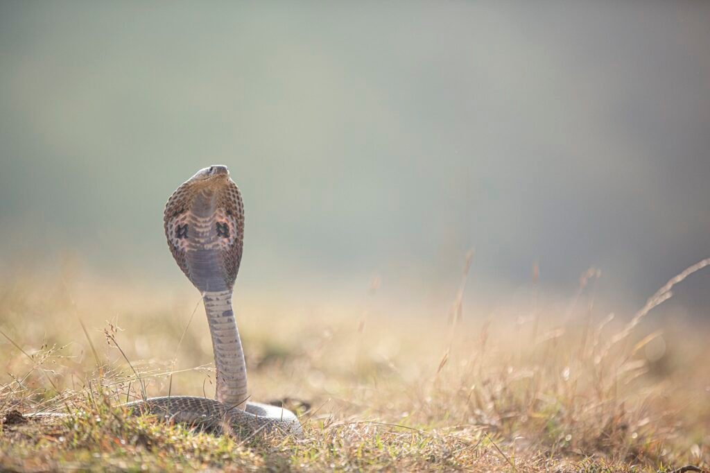 surviving animal encounters: cobra snake ready to attack