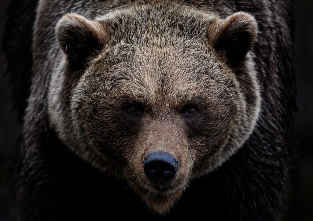 surviving animal encounters: angry grizzly bear