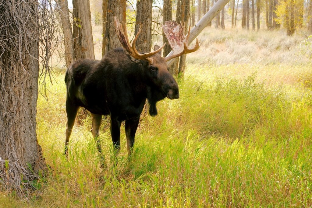 surviving animal encounters: moose 10 feet away