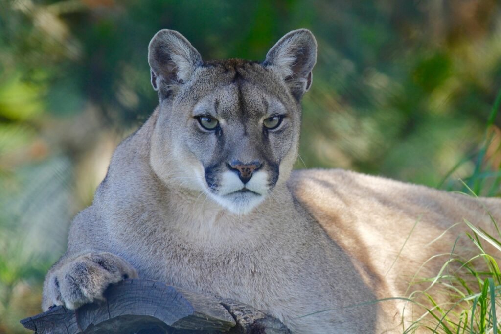 surviving animal encounters: mountain lion watching you