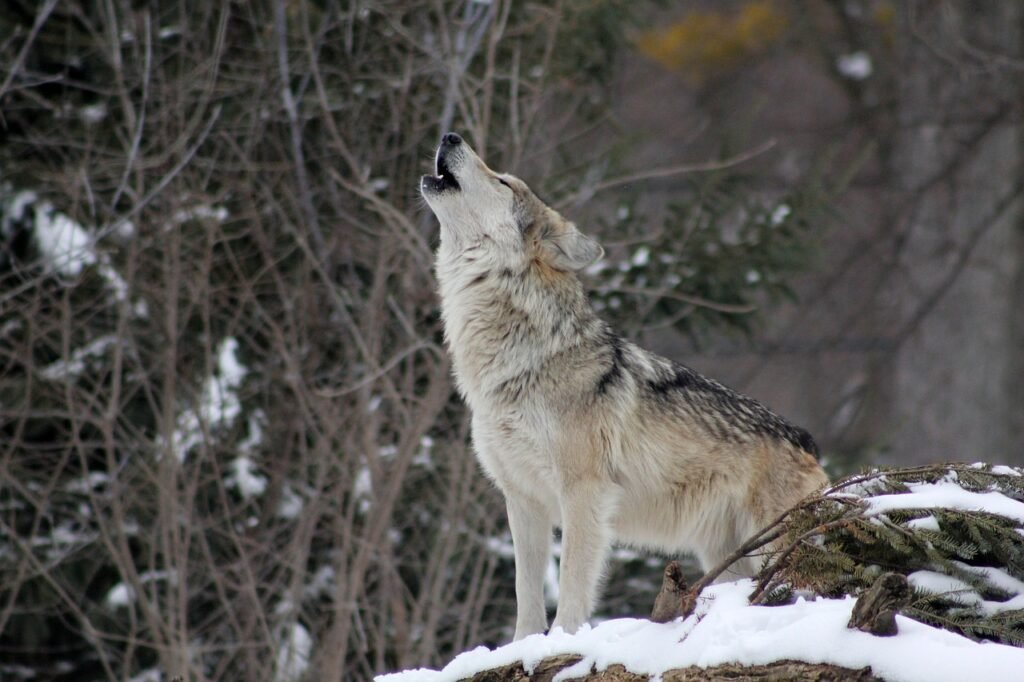 surviving animal encounters: wolf in the open